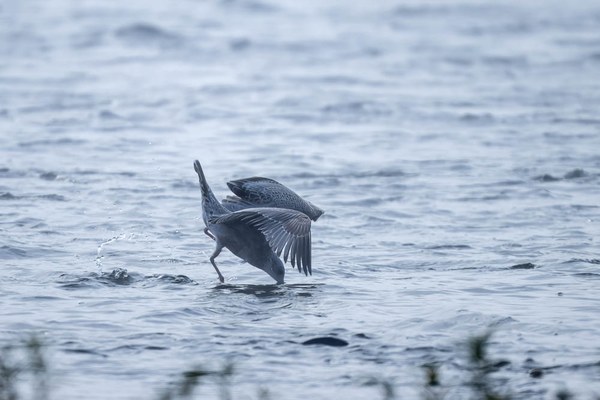 short-billed Gull-Heirman Wildlife Area-Snohomish County-6372.jpg