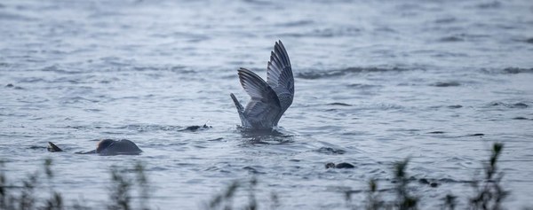Short-billed Gull with Pink Salmon-Heirman Wildlife Area-Snohomish County-6370.jpg