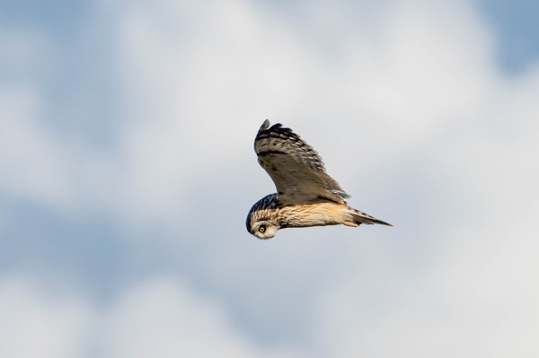 Short-eared Owl-Rawlins Road Wild Area-Fir Island-1040.jpg