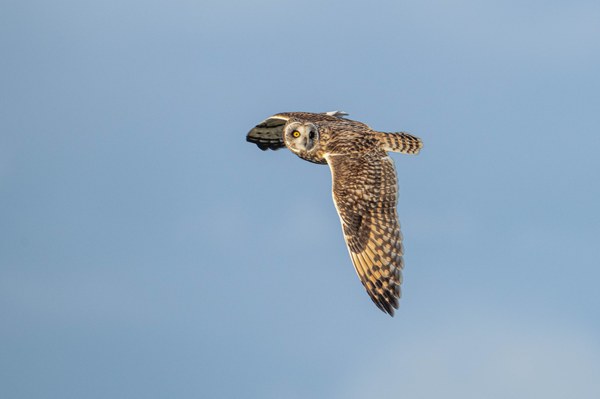 Short-eared Owl-Rawlins Road Wild Area-Fir Island-1069.jpg