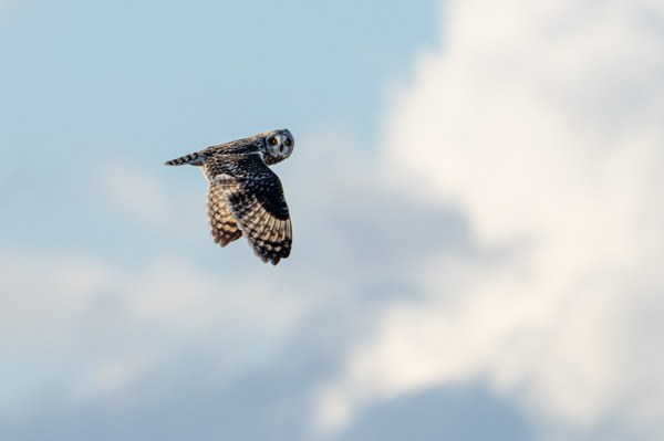 Short-eared Owl-Rawlins Road Wild Area-Fir Island-1098.jpg