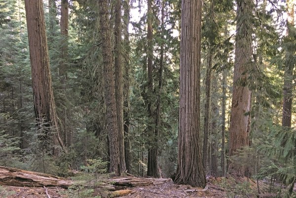 Siskiyou - A diverse forest, including both Port Orford and incense cedars, is found on the Big Tree Trail in the Oregon Caves National Monument and Preserve - LeGue.jpg