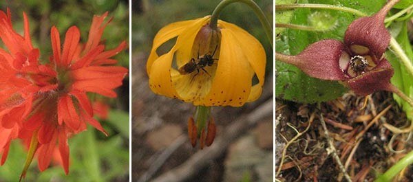 From left to right: Indian Paintbrush, Tiger Lily, and Wild Ginger| Photos: Regina Robinson