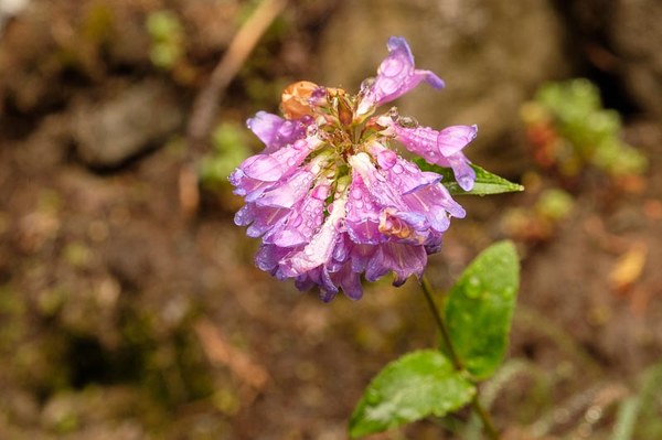 Small-flowered Penstemon - Penstemon procerus-Sprag Park Trail Park Trail-Mt Rainier Wilderness-5640.jpg