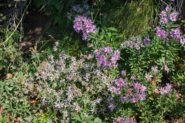 Cascade Asters