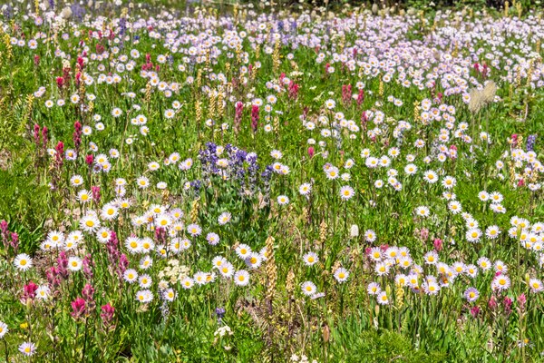 Subalpine Fleabane Meadow - Erigeron glacialis-Berkeley Park Trail-Mt Rainier Wilderness-9103.jpg