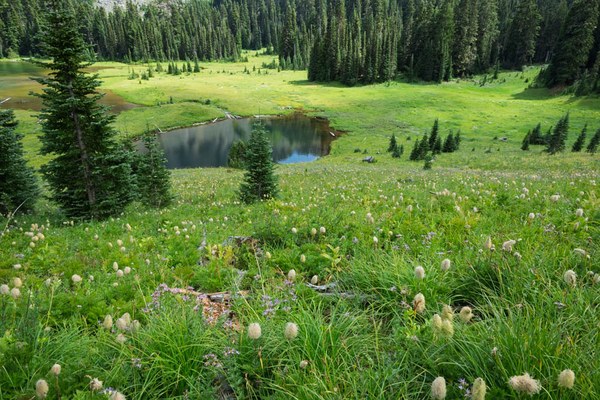 Subalpine Meadow-Owyhigh Trail-Mount Rainier-0202.jpg