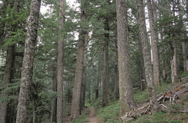 Subalpine - Subalpine forests of noble fir, silver fir, and hemlock are found near Barlow Pass along the PCT - LeGue.jpg