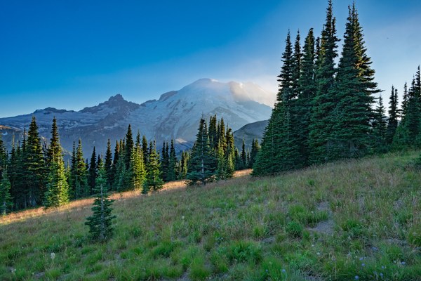 Evening Sun on Subalpine Meadows