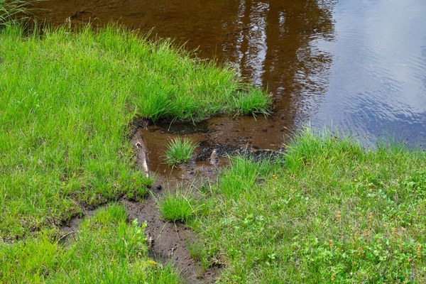 Tadpoles - perhaps Cascade Frog-Owyhigh Trail-Mount Rainier-0231.jpg