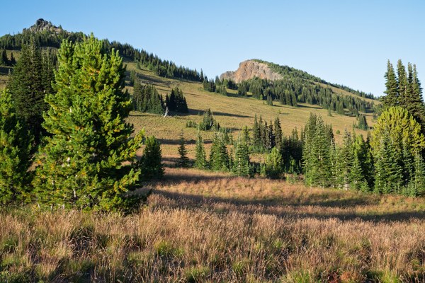 Sun on subalpine meadow