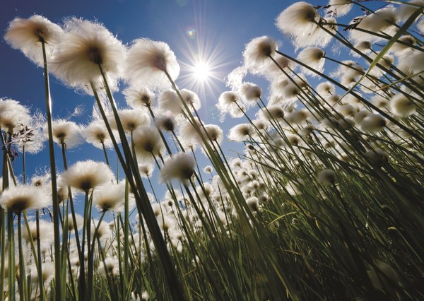 The sun shines through the cottongrass on a windy day near Cherskiy p159.jpg