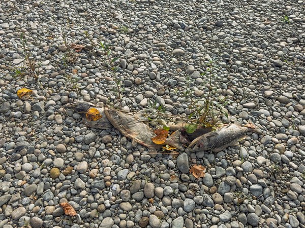 Three dead fish-Heirman Wildlife Area-Snohomish County-4266.jpg