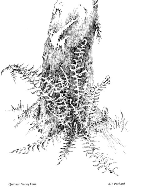 tree illustration.jpg