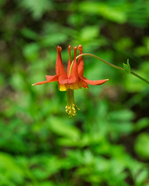 Western Columbine - Aquilegia formosa-Owyhigh Trail-Mount Rainier-0264.jpg