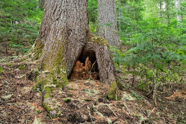 Western Hemlock on old stump-Owyhigh Trail-Mount Rainier-0021.jpg
