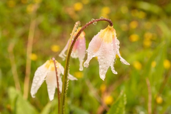 White Avalanche Lily - Erythronium montanum-Sprag Park Trail Park Trail-Mt Rainier Wilderness-5818.jpg