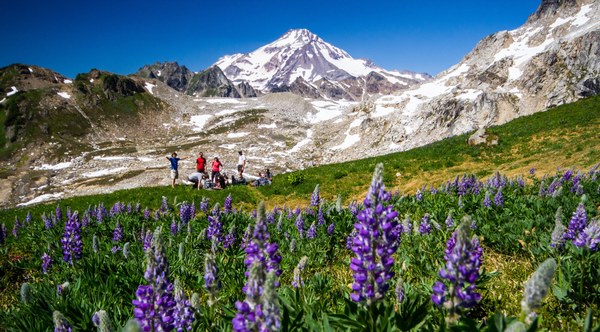 Wildflowers on Glacier Peak. Photo by Ida Vincent.  2.jpg
