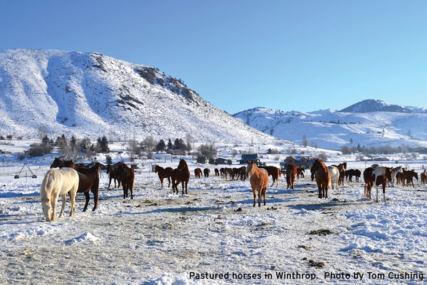 WinterTrails_Horses_TomCushing_sized-blog.jpg