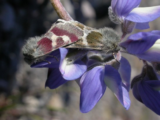 Seattle Naturalist Speaker Series - Nov. 20
