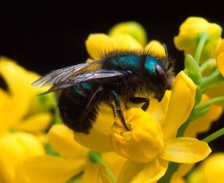 Mason Bees: Raising Beneficial Pollinators