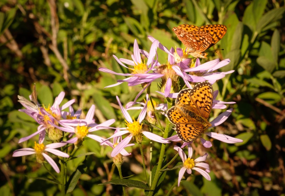 MeadoWatch: Wildflower Timing in Mt. Rainier National Park | Nov 18, 2025