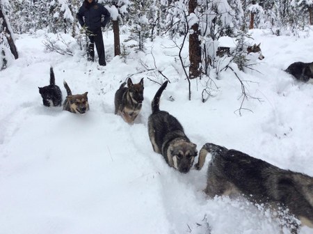 Meany Lodge Welcomes Dog Sled Team
