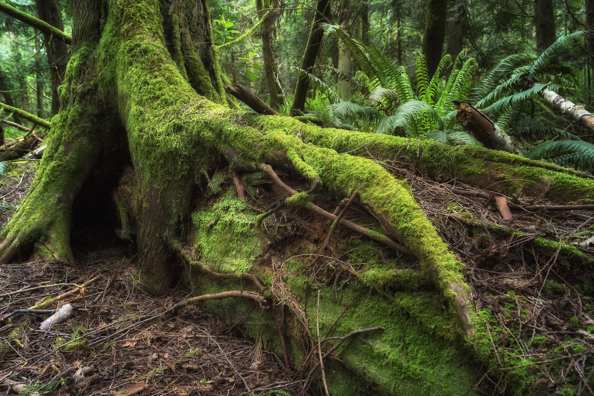 Mother Tree — The Mountaineers