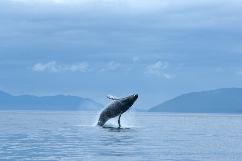 Mountaineers Books Amplifies Voices for The Arctic