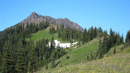 Mount Angeles - Encounter with Aggressive (Stinging) Insects