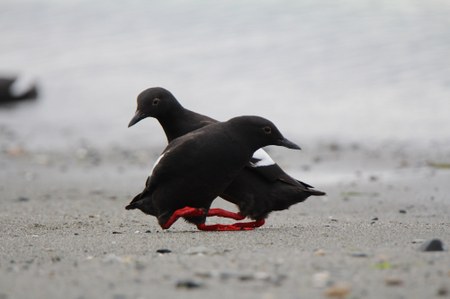 Nature's Way | Pigeon Guillemots: Indicating the Health of the Salish Sea