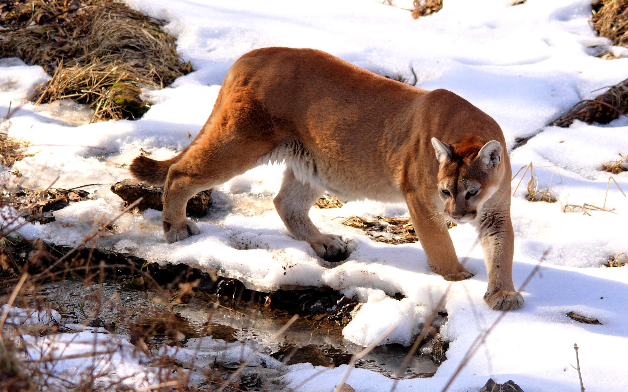 Not Another Day at the Dog Park: Surviving a Cougar Attack at Cooper Lake —  The Mountaineers