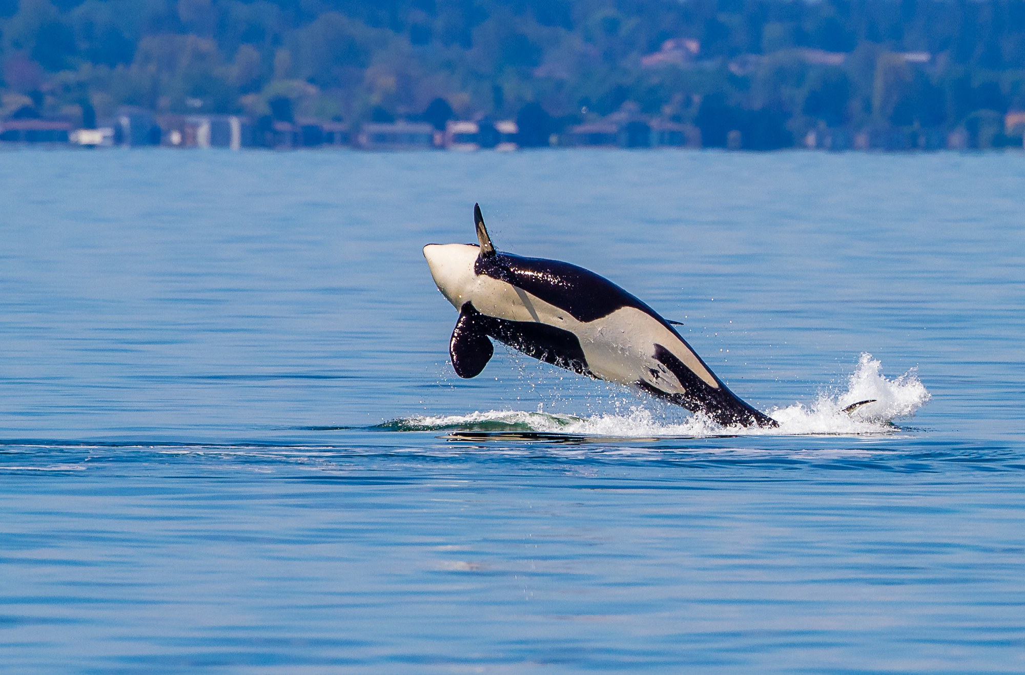 Orcas of the Salish Sea — The Mountaineers