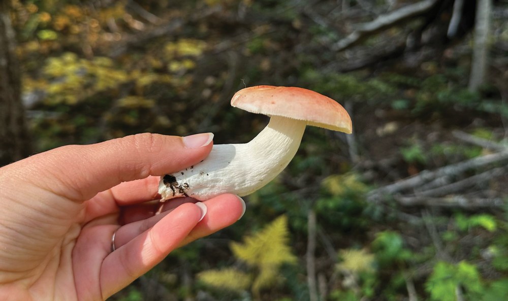 Outside Insights | Foraging & Feasting: Mushroom Weekend at Meany Lodge