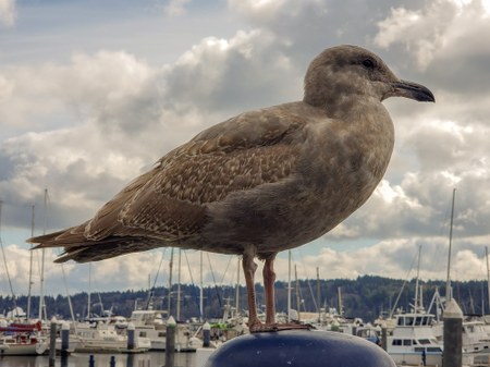 Photography Scavenger Hunt on the Bremerton Waterfront