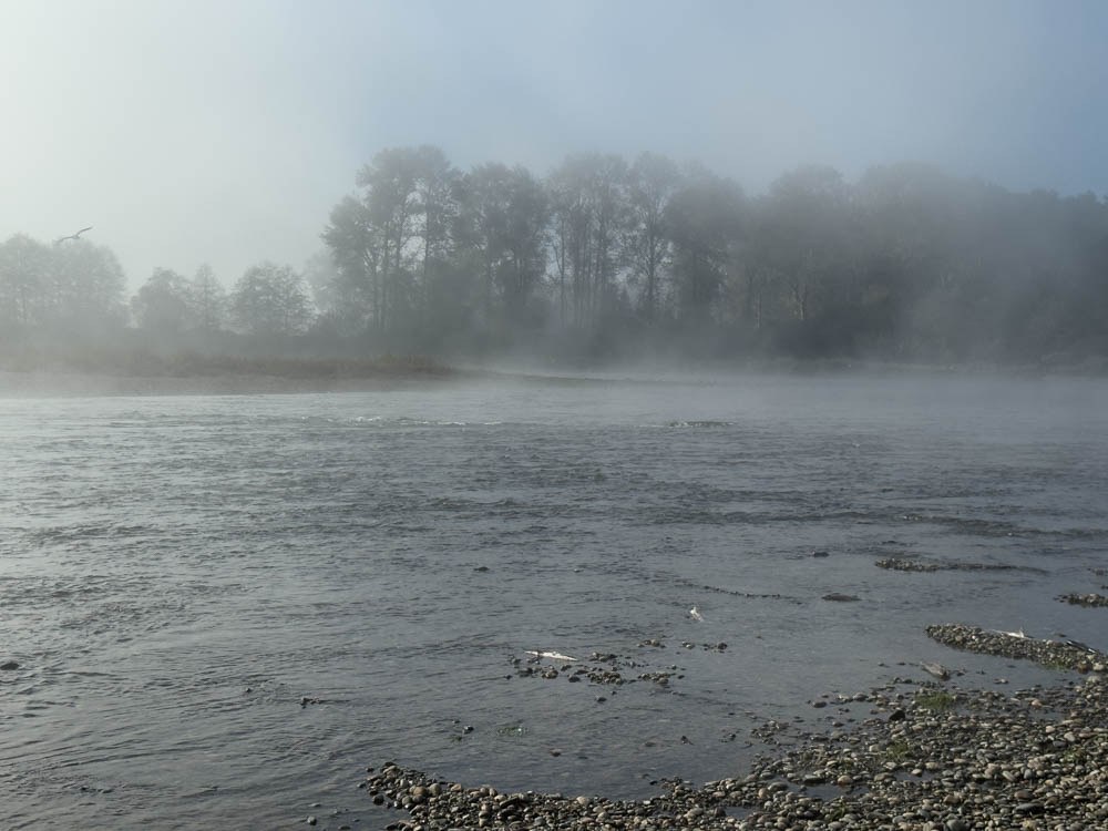 Pink Salmon at Heirman Wildlife Preserve
