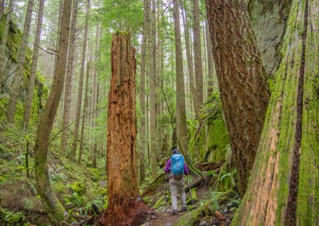 Save Our Forests - Support the Keep Washington Evergreen Initiative