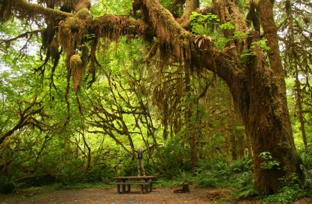 Sea Stacks, Old-Growth Forests, and Salt Air Adventures