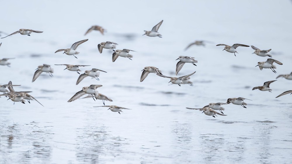 Shorebird Identification Seminar & Trip Report - Sep 13