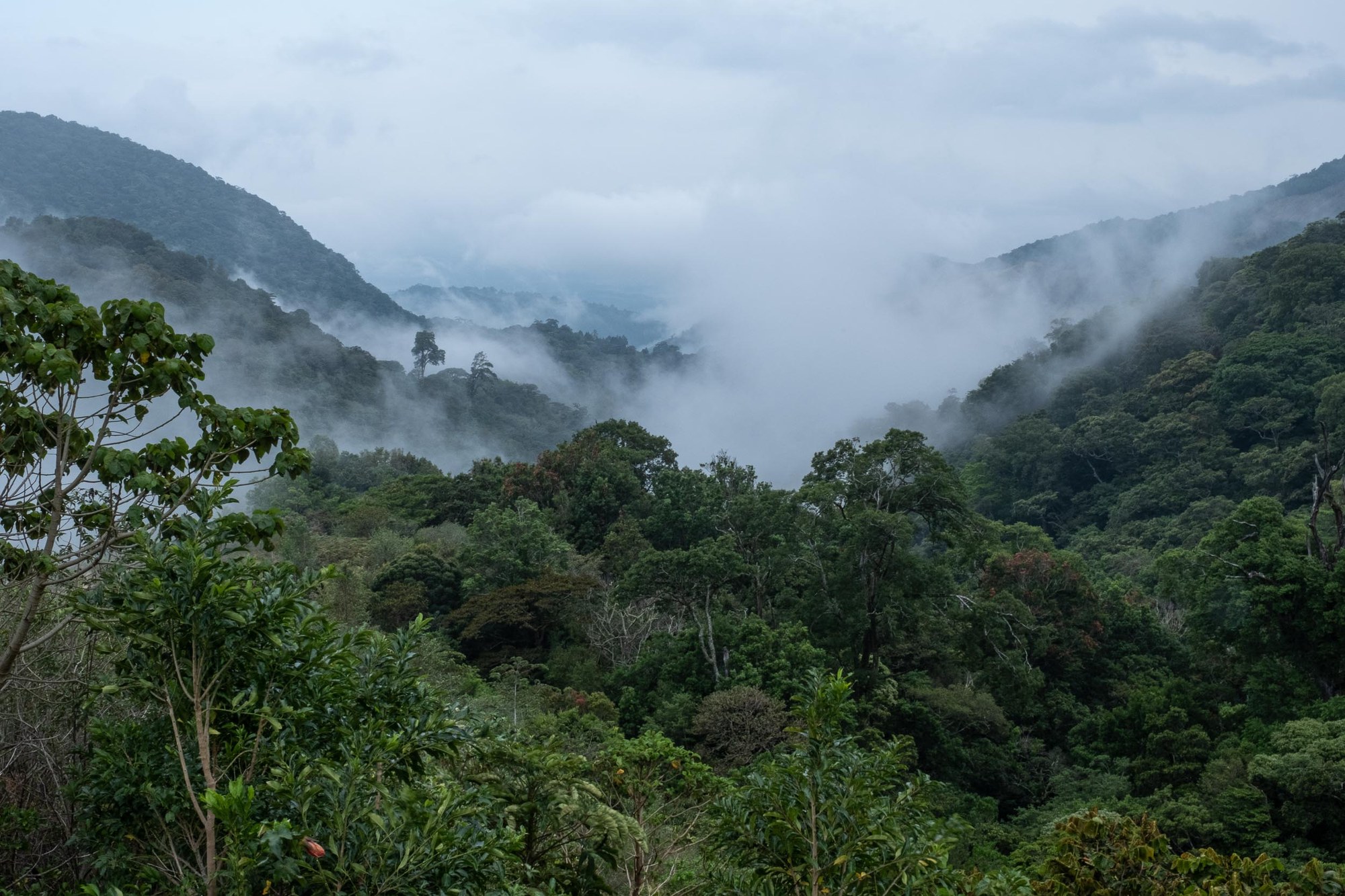 https://www.mountaineers.org/blog/stories-from-the-cloud-forest-of-western-panama/%40%40images/image