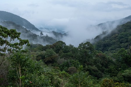 Stories from the Cloud Forest of Western Panama