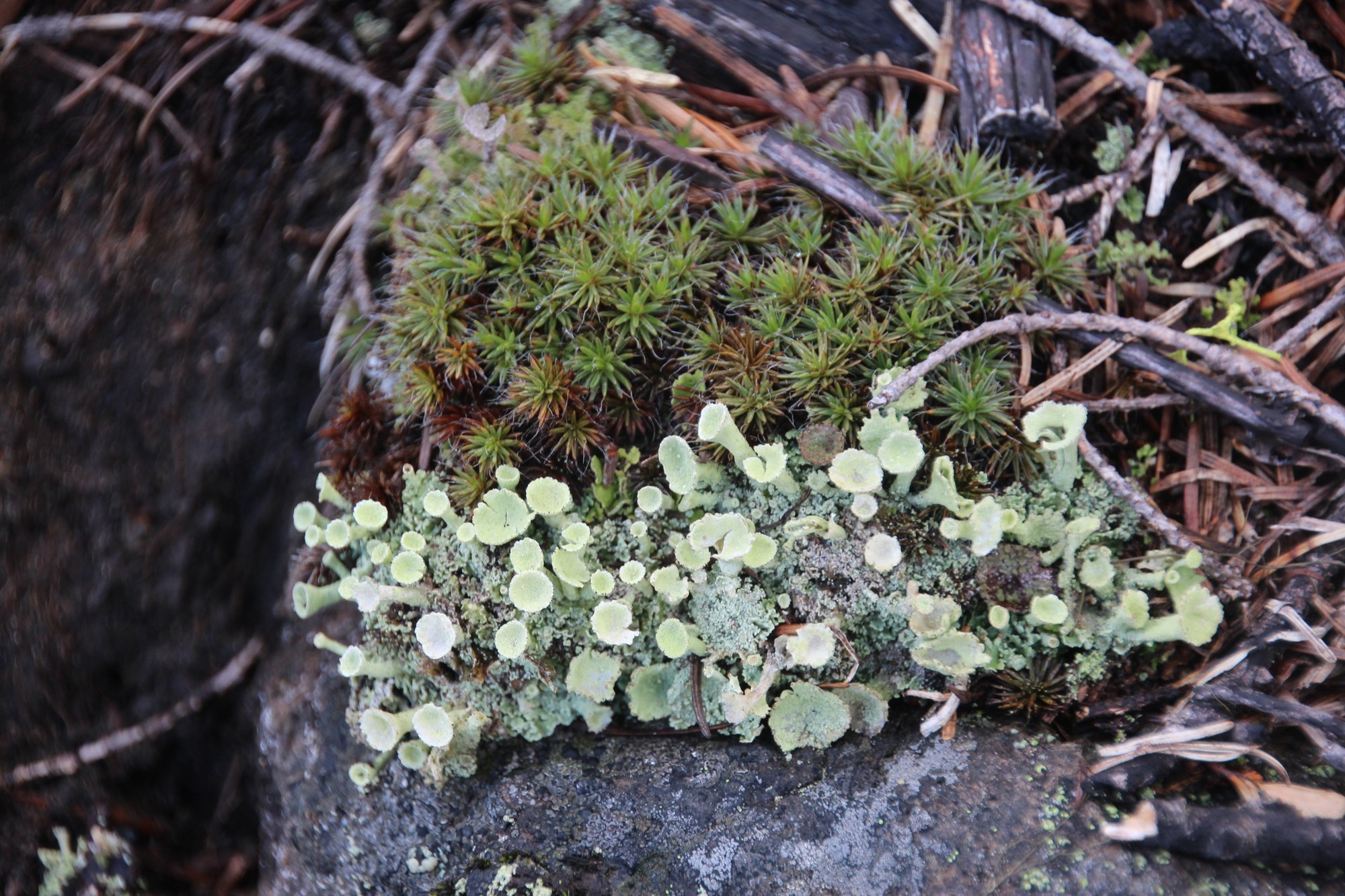 The Little Things Moss Blankets and Raining Lichen — The Mountaineers