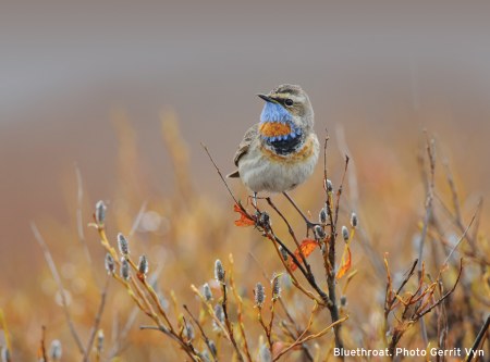 The Living Bird: 100 Years of Listening to Nature, with the Cornell Lab of Ornithology