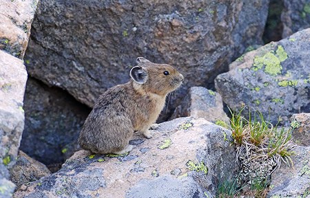 The Mountains are Calling... Or Was That a Pika? 