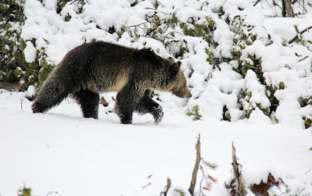 The New Plan to Restore Grizzly Populations in the North Cascades