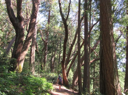 Top Nature Hikes in Tacoma