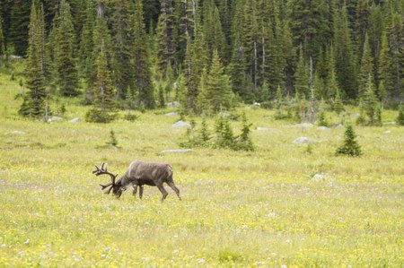 Trail Talk | As Goes the Caribou 