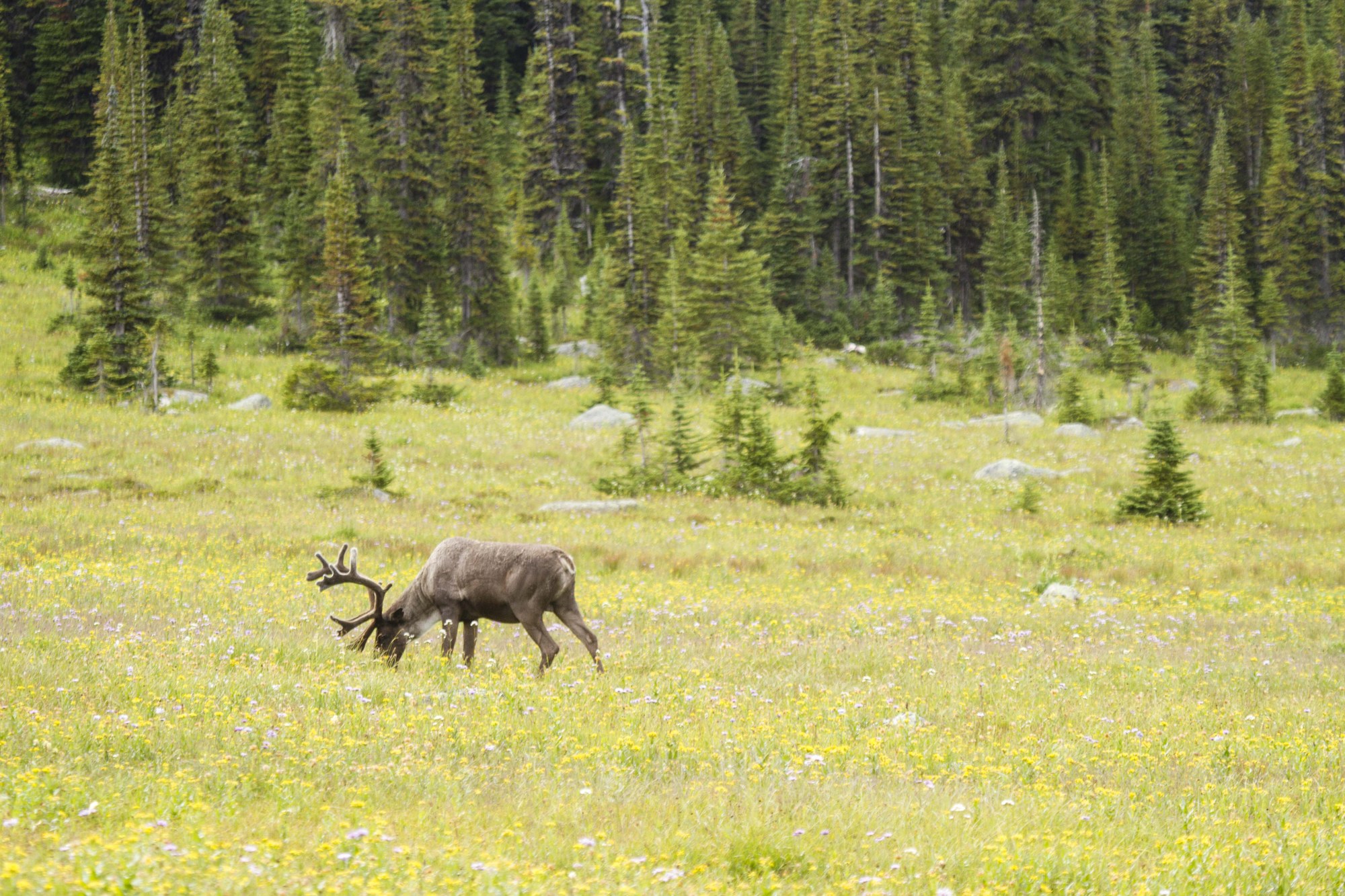 Trail Talk As Goes the Caribou — The Mountaineers