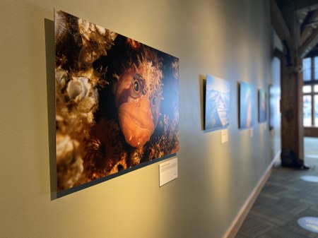 We Are Puget Sound Photo Exhibit Launches at The Seattle Aquarium