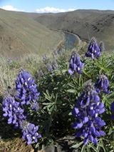 Yakima Wildflower Hiking Series!